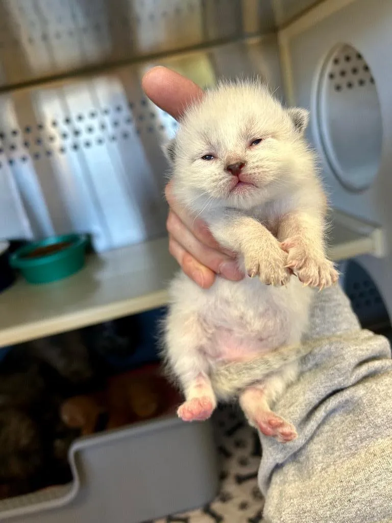 A baby small-sized female Domestic Short Hair cat named Tia Dalma for adoption in West Union, OH