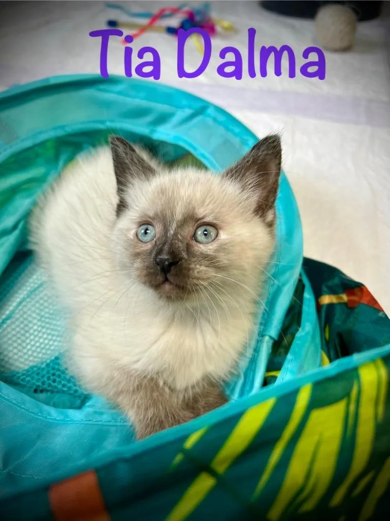 Tia Dalma thumbnail 3