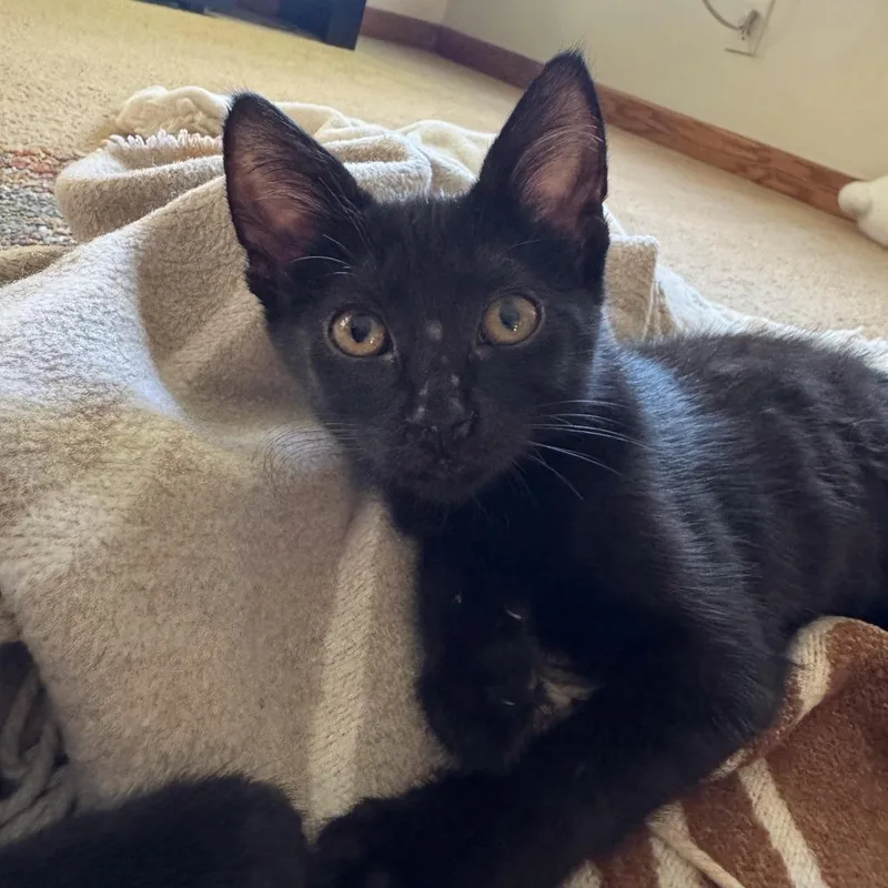 A baby small-sized female Black Domestic Short Hair cat named Squeaky for adoption in Los Angeles, CA