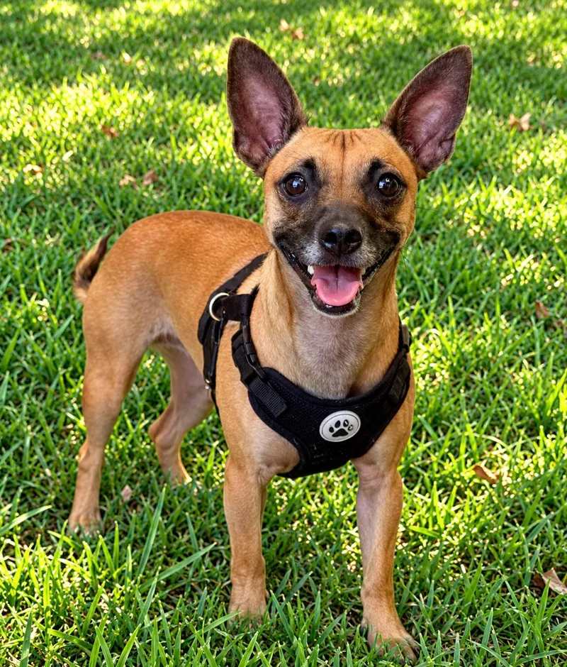 An adult medium-sized female Chihuahua dog named Mocha for adoption in Winter Haven, FL