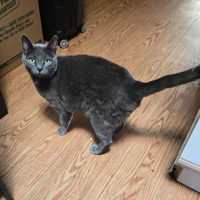 A young medium-sized female Gray / Blue / Silver Domestic Short Hair cat named Cleo for adoption in Klamath Falls, OR
