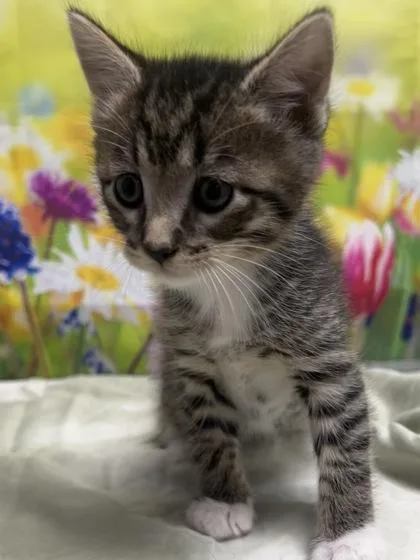 A young small-sized male Domestic Short Hair cat named Bronco for adoption in San Antonio, TX