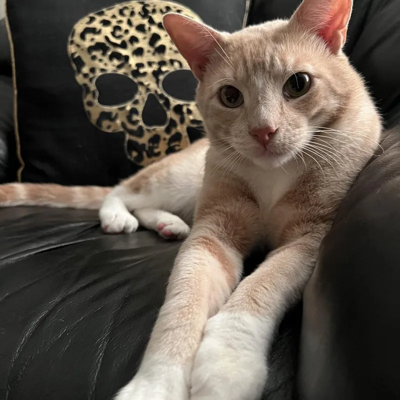 Cheez Doodle thumbnail 2