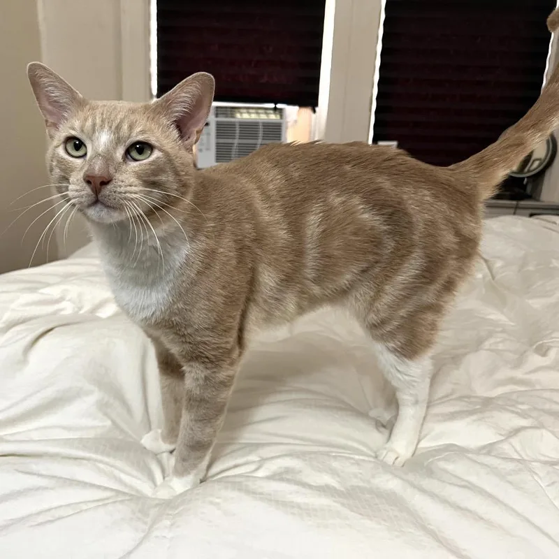 Cheez Doodle thumbnail 3