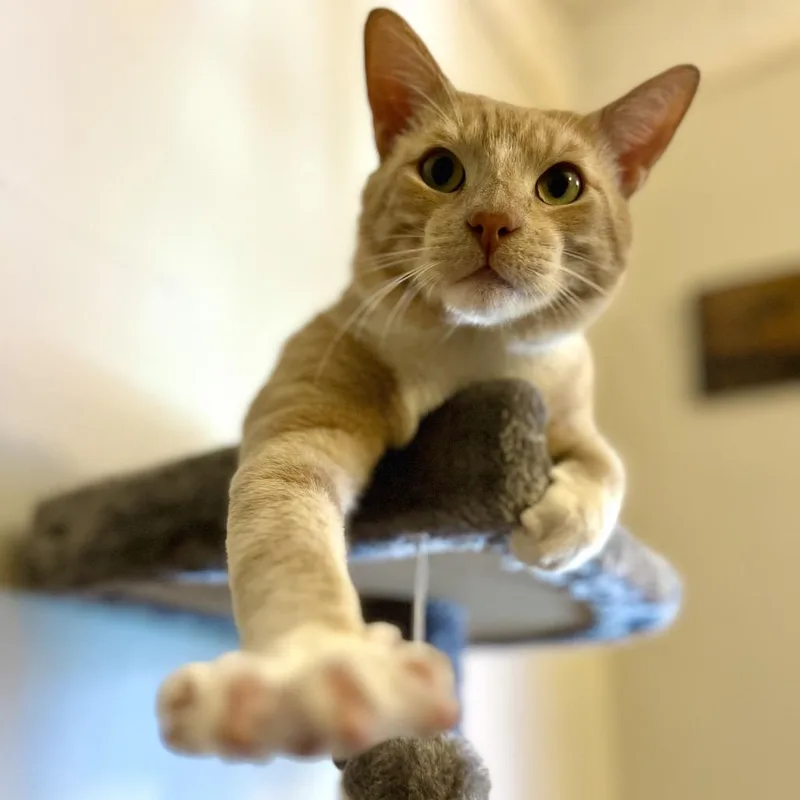 Cheez Doodle thumbnail 4