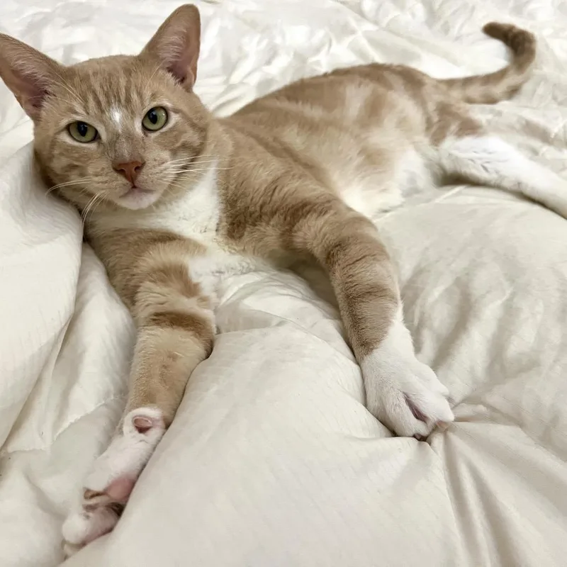 Cheez Doodle thumbnail 5