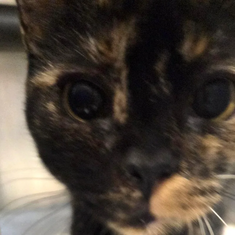 A young medium-sized female Domestic Short Hair cat named Cider for adoption in Voorhees, NJ