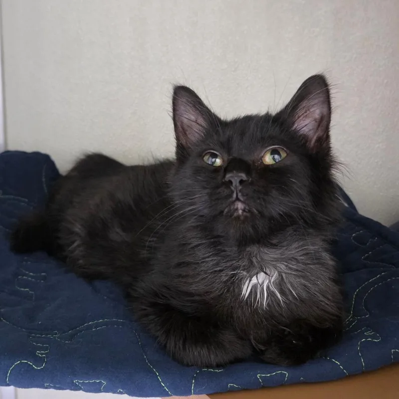 A baby small-sized female Black Domestic Short Hair cat named Cinder for adoption in Chattanooga, TN