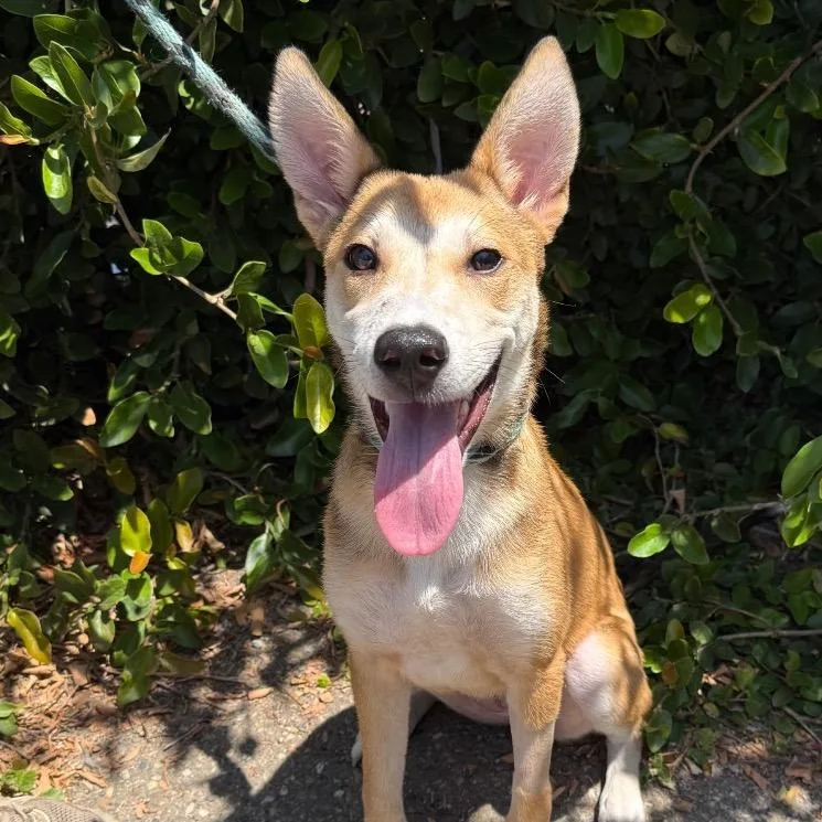A young small-sized female Apricot / Beige Mixed Breed dog named Fancy Lady for adoption in Santa Barbara, CA