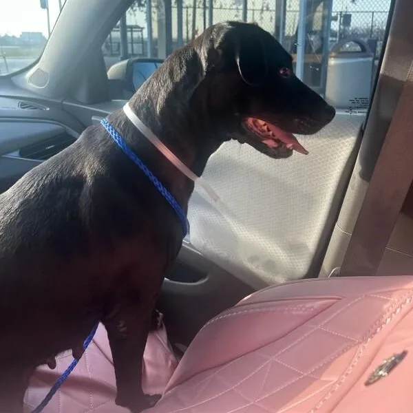 An adult medium-sized female Black Labrador Retriever dog named Beatrice for adoption in Houston, TX