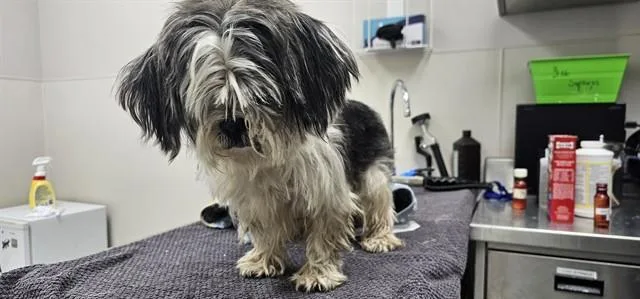 An adult small-sized male Shih Tzu dog named Lemon for adoption in Garland, TX