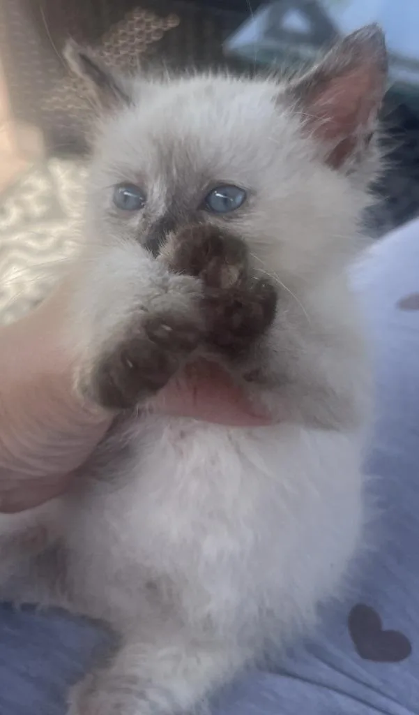 A baby small-sized female Siamese cat named Madonna for adoption in HUNTINGTON BEACH, CA