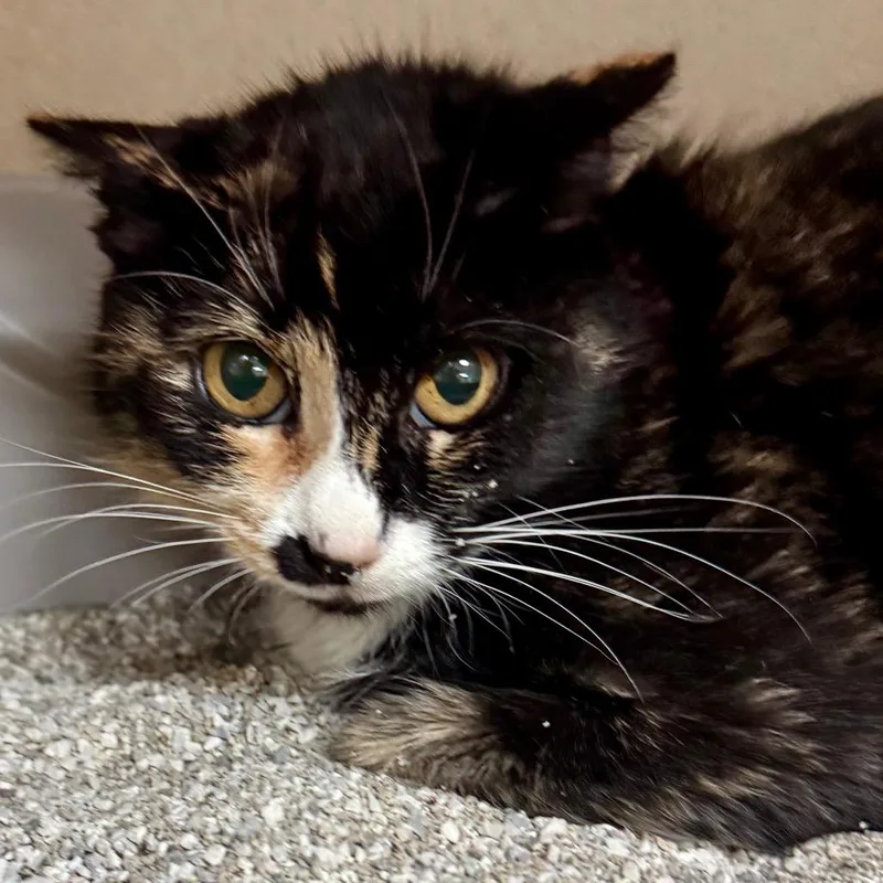 A young medium-sized female Calico Domestic Short Hair cat named Ava for adoption in Lakeland, FL
