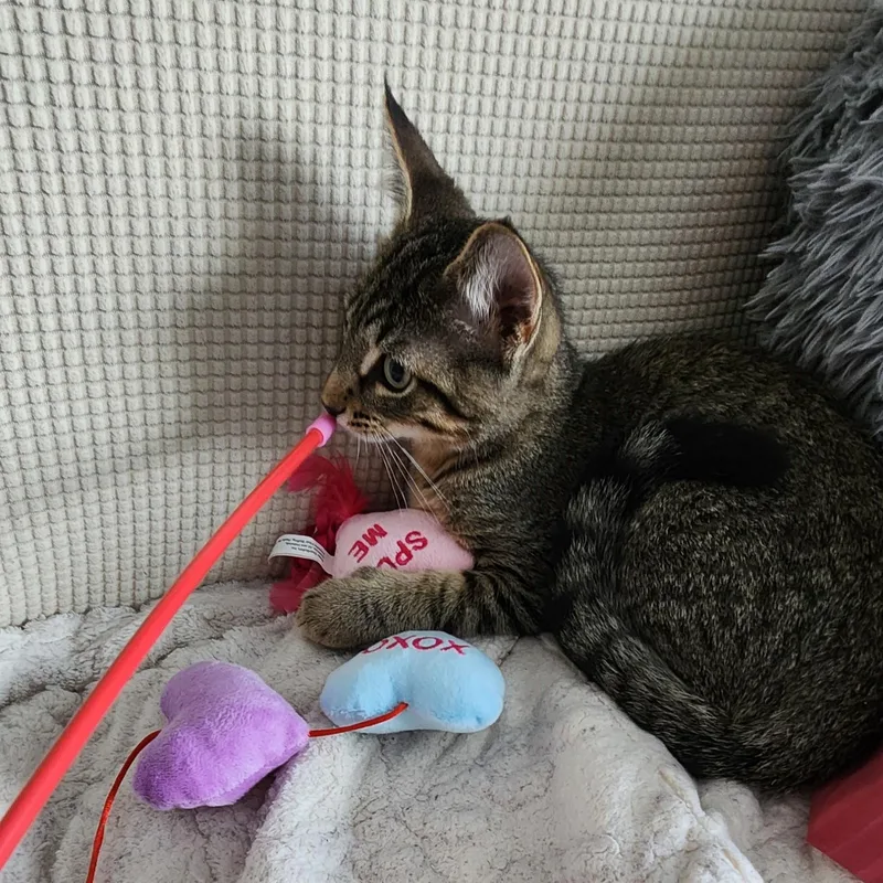 A baby medium-sized male Tabby (Brown / Chocolate) Tabby cat named Grayson for adoption in Lombard, IL