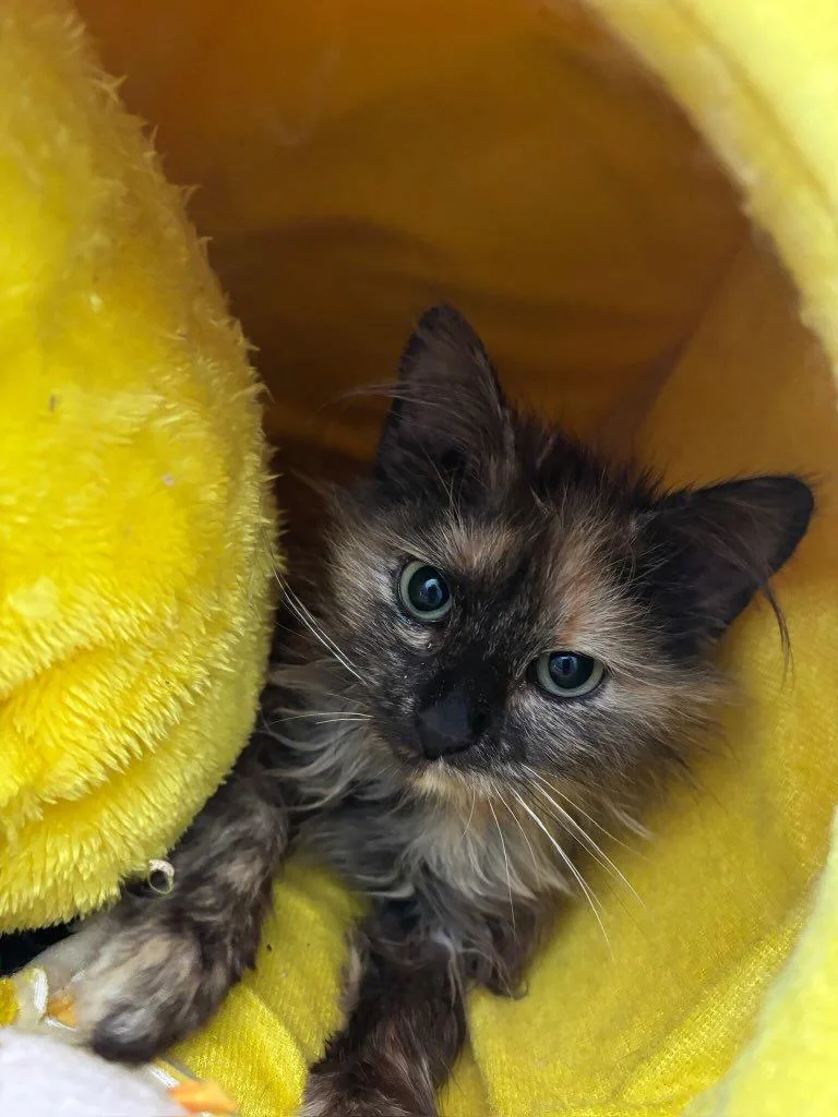 A young medium-sized female Domestic Long Hair cat named Chandelle for adoption in Greenville, DE
