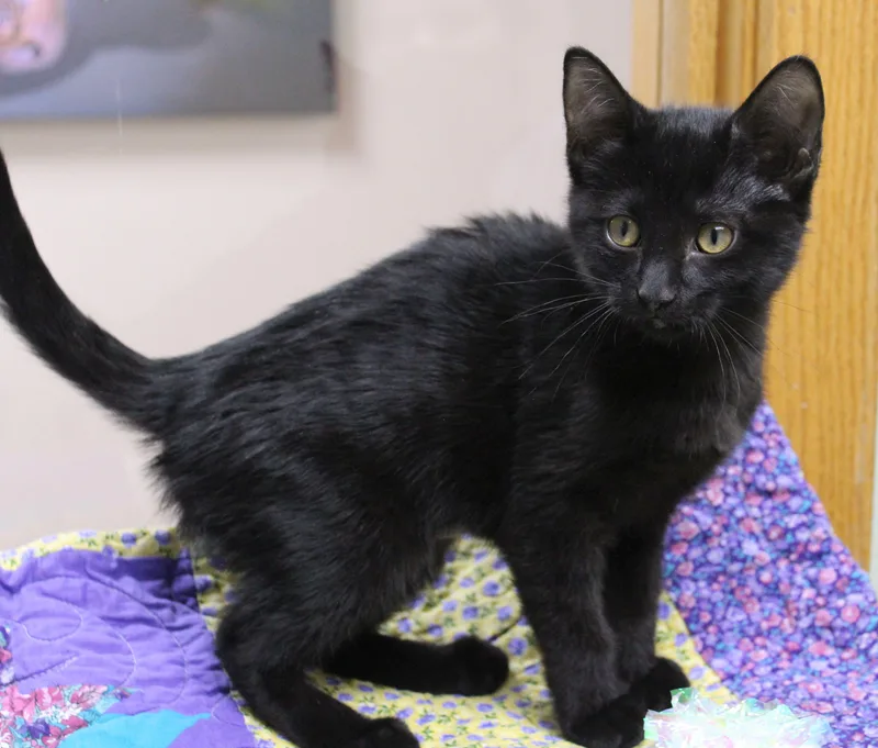 A baby medium-sized female Domestic Short Hair cat named Compass for adoption in Portage, WI