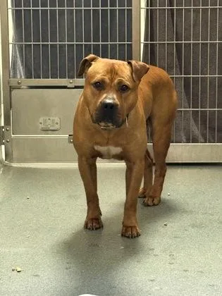 An adult large-sized male Mixed Breed dog named Max for adoption in Fairfax, VA