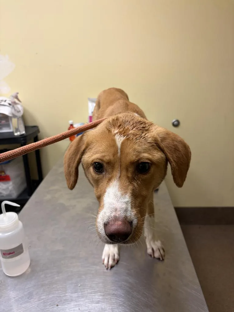 A young medium-sized female Mixed Breed dog named Jupiter for adoption in Florence, SC