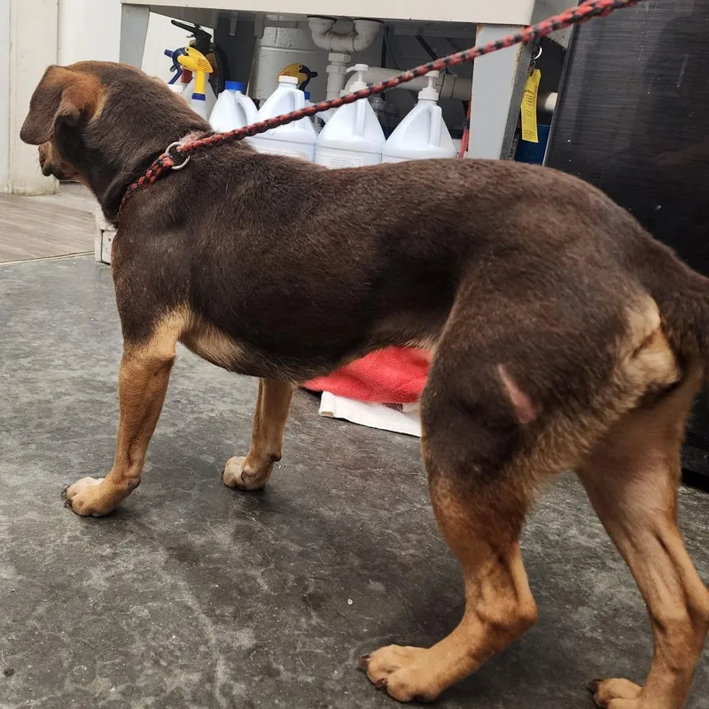 A young small-sized female Brown / Chocolate Mixed Breed dog named Coco for adoption in Evensville, TN