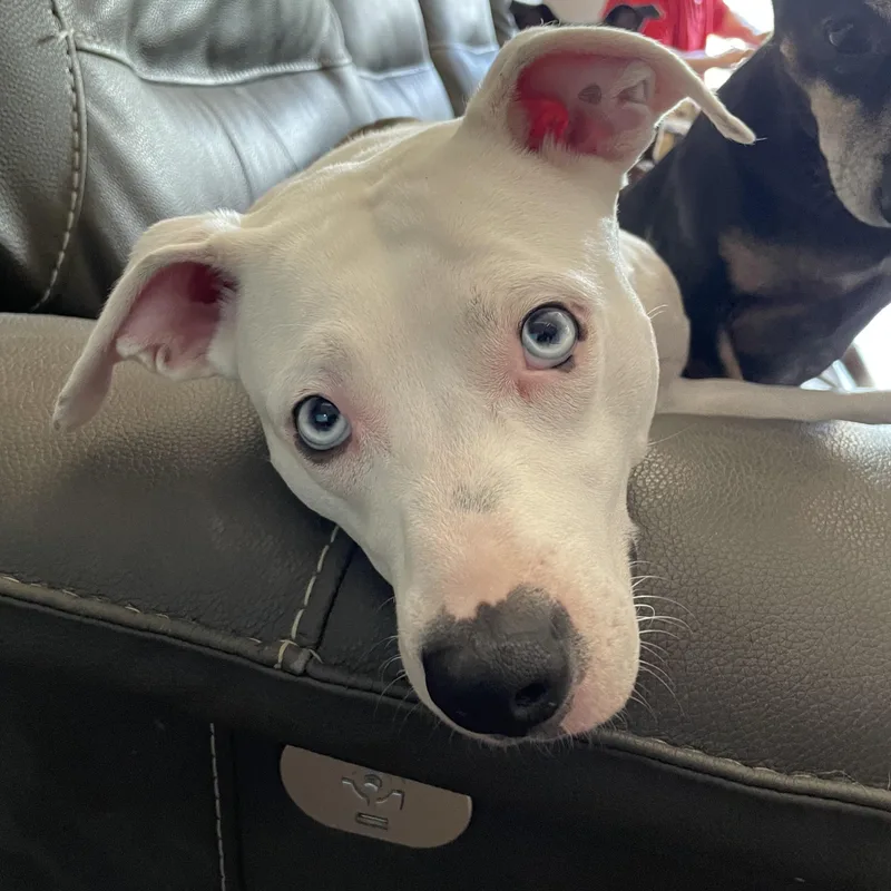 Charlize thumbnail 2