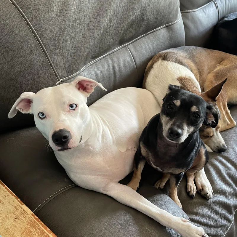 Charlize thumbnail 4