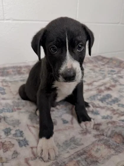 Dane
