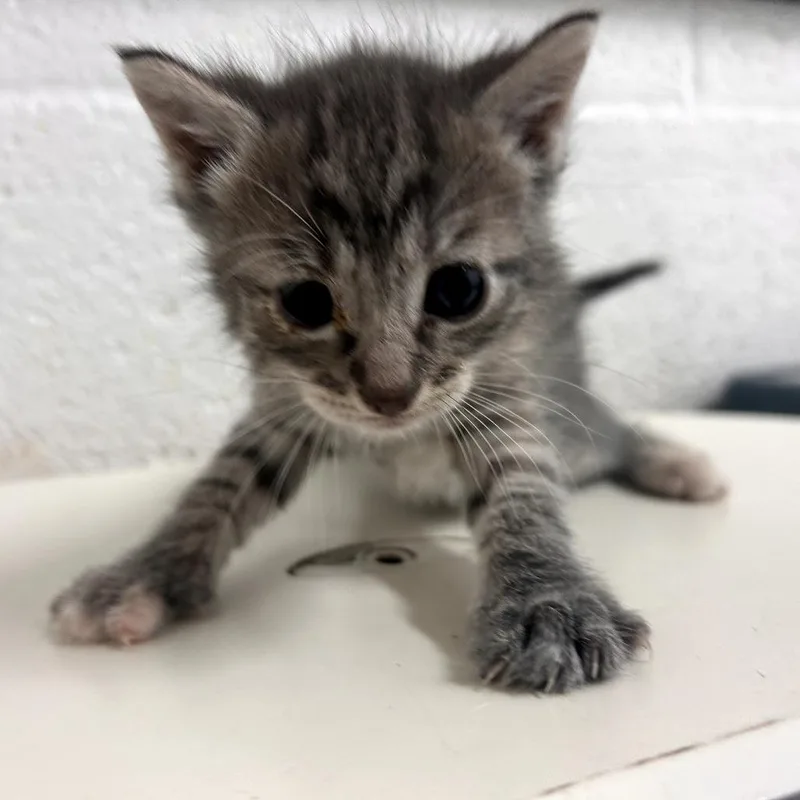 A baby small-sized female Gray / Blue / Silver Domestic Short Hair cat named Funday for adoption in Edinburg, TX