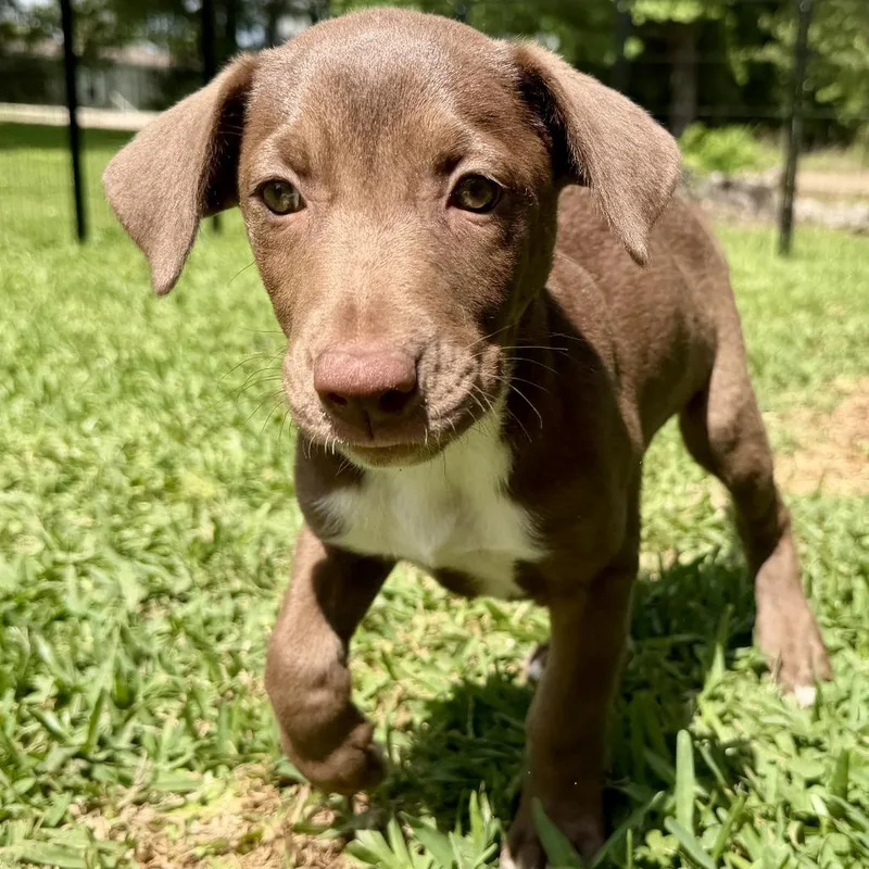 A baby small-sized female Brown / Chocolate Mixed Breed dog named Camellia for adoption in Livingston, TX