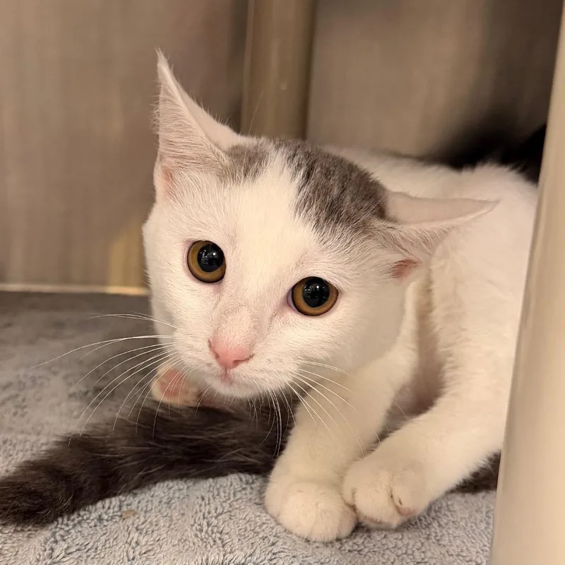 A baby small-sized female Domestic Short Hair cat named Lunar for adoption in Indianapolis, IN