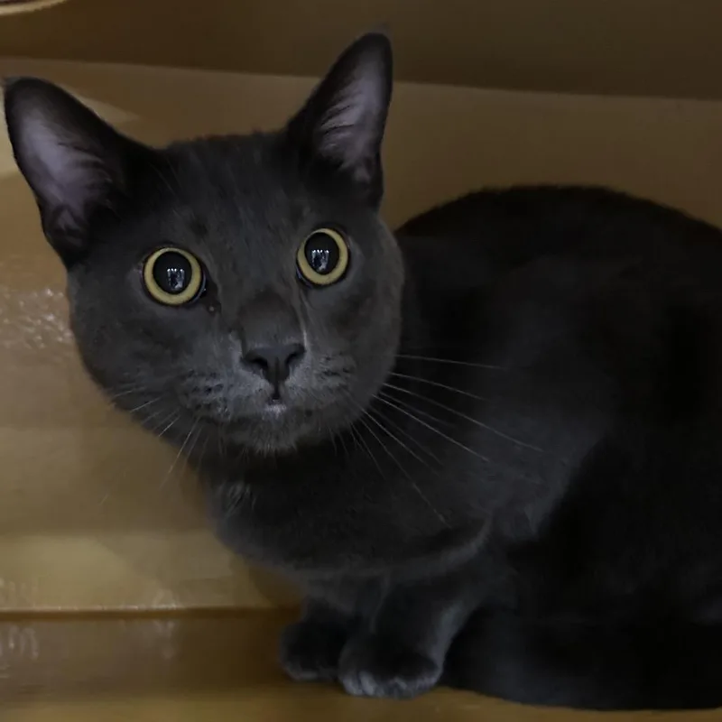 An adult large-sized male Gray / Blue / Silver Domestic Short Hair cat named Little Bit for adoption in Midland, TX