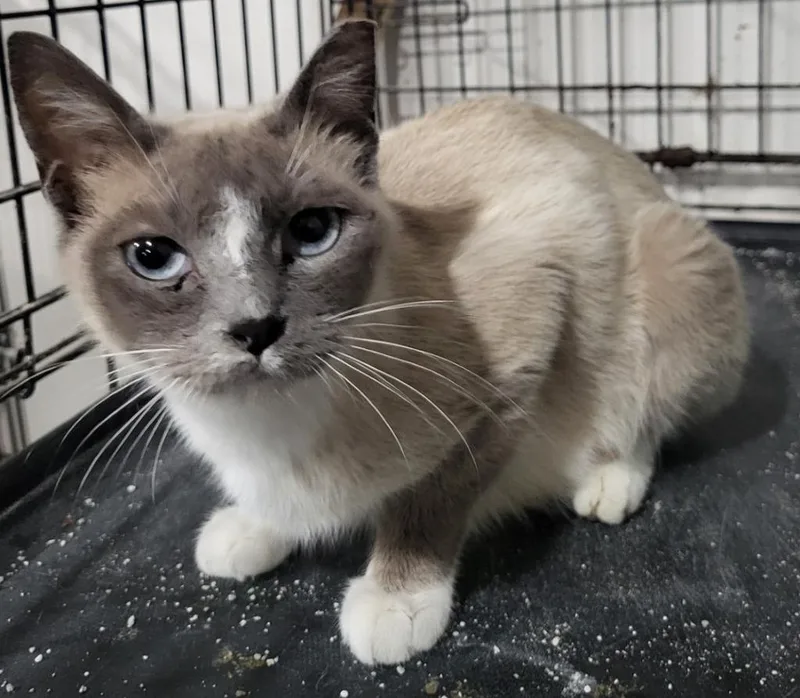 A young small-sized female Domestic Short Hair cat named Bluebell for adoption in St. Louis, MO