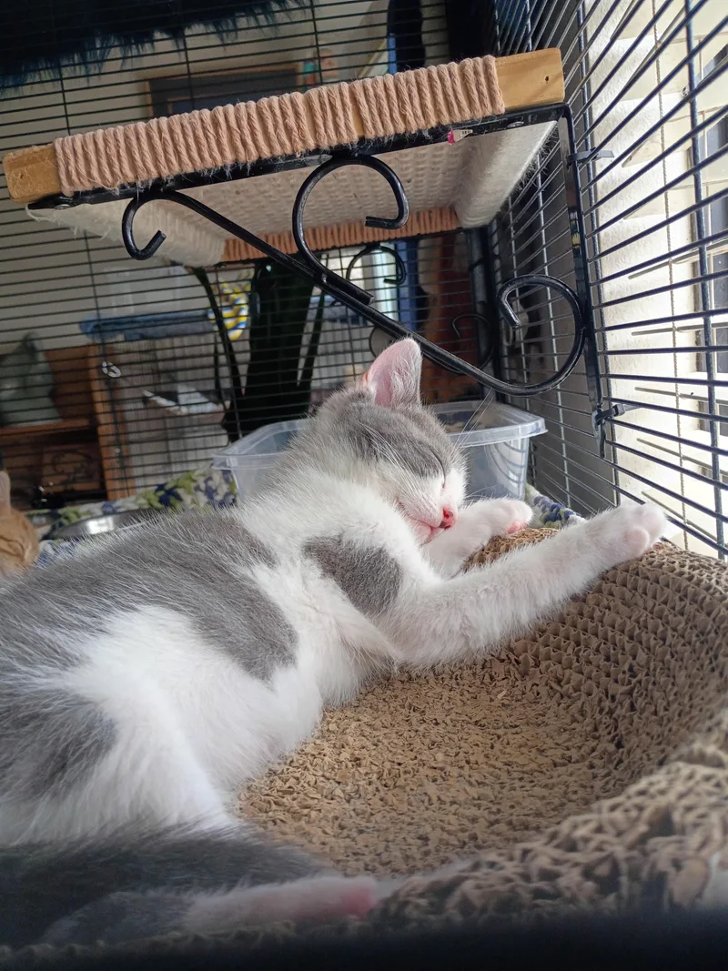 A baby medium-sized male White Domestic Short Hair cat named Nino for adoption in Santa Cruz, CA