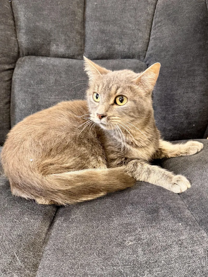An adult medium-sized female Tabby (Gray / Blue / Silver) Domestic Short Hair cat named Dumpling for adoption in Midland, MI