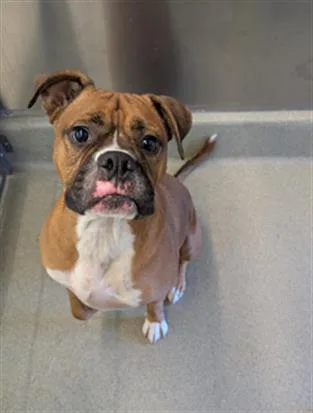 An adult large-sized male Boxer dog named Eugene for adoption in San Martin, CA