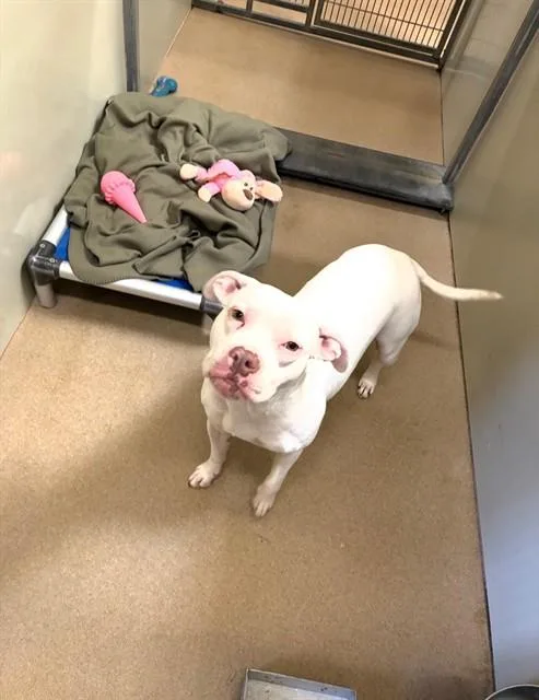 A young medium-sized female Pit Bull Terrier dog named Sugar for adoption in Santa Maria, CA