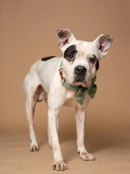 Polka Spot thumbnail 2