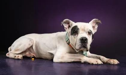 Polka Spot thumbnail 3