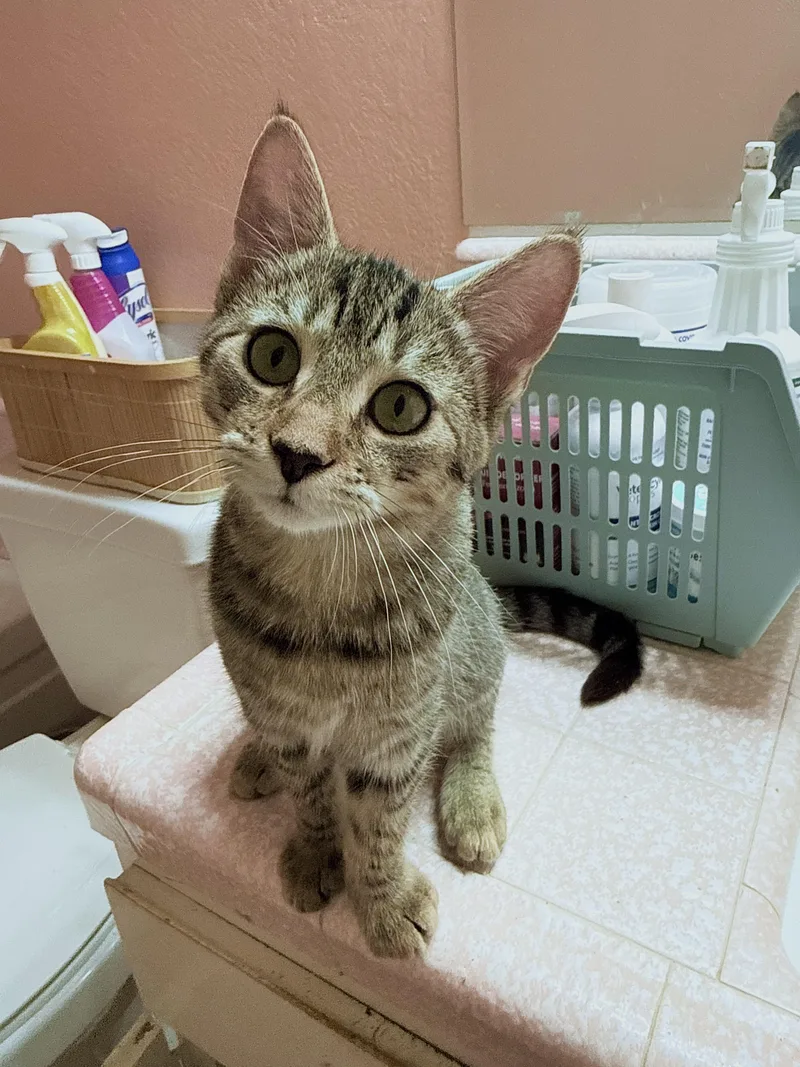 A baby small-sized male Tabby (Brown / Chocolate) Domestic Short Hair cat named Jelly Roll for adoption in Fresno, CA