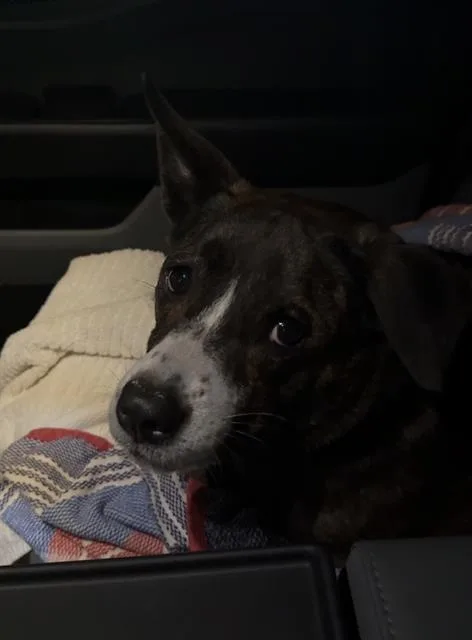 An adult medium-sized female American Staffordshire Terrier dog named Hershey for adoption in San Antonio, TX