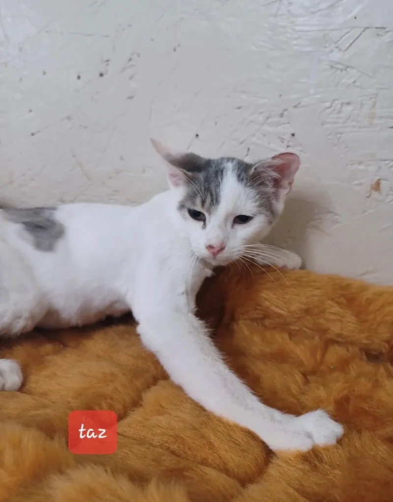 A baby medium-sized male Gray & White Domestic Short Hair cat named Taz for adoption in Walworth, WI