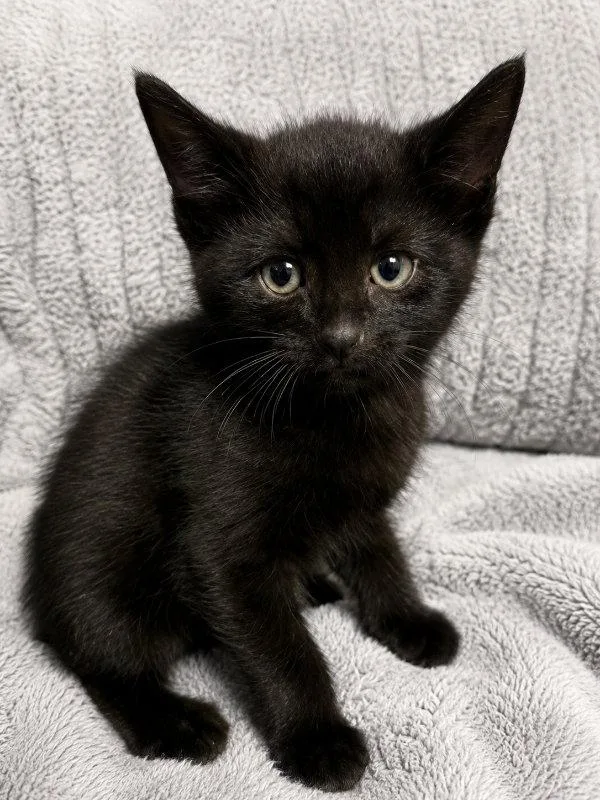 Beau