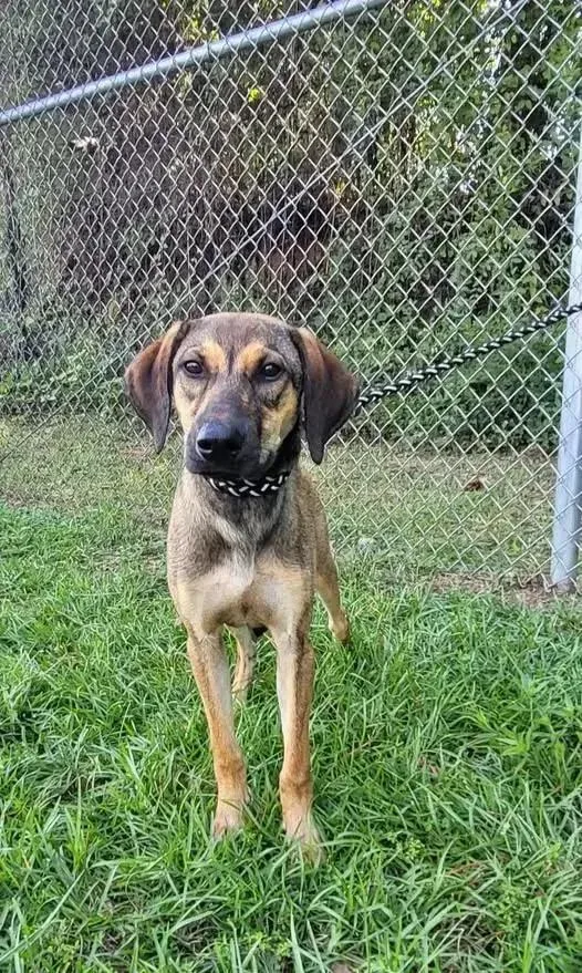 A young medium-sized male Mixed Breed dog named Shaggy for adoption in Groveland, MA