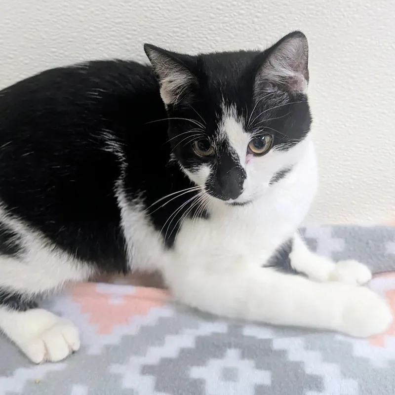 A baby large-sized female Black Domestic Short Hair cat named Kathleen for adoption in Springfield, IL