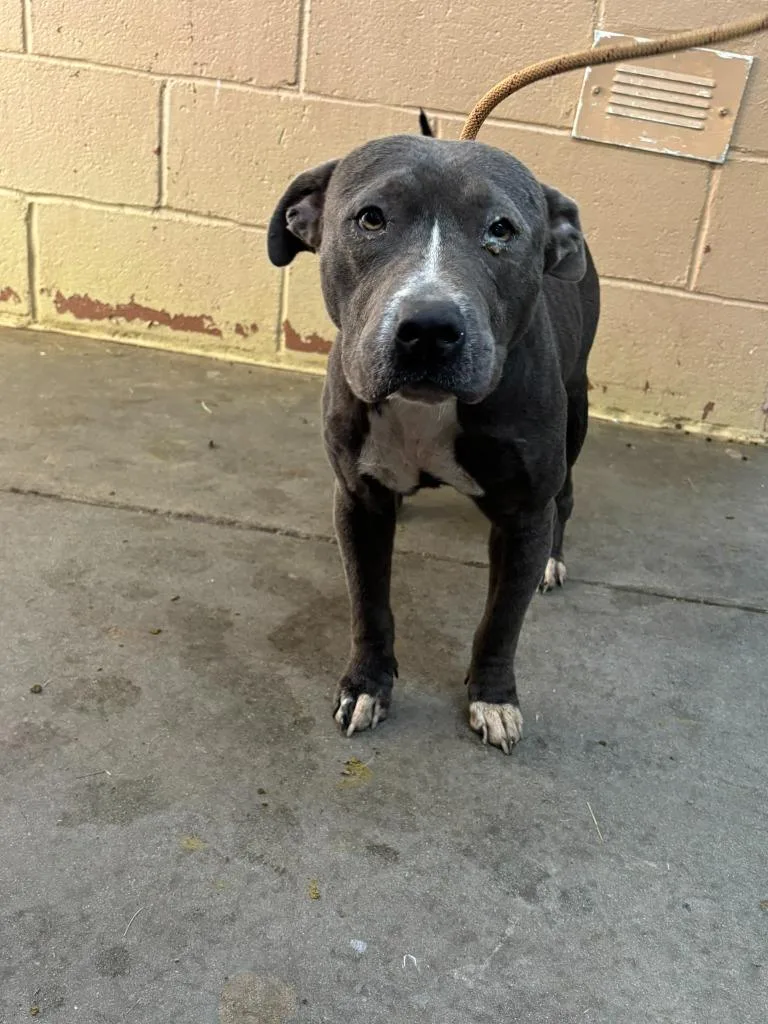 A young medium-sized female Pit Bull Terrier dog named Momma for adoption in Swainsboro, GA