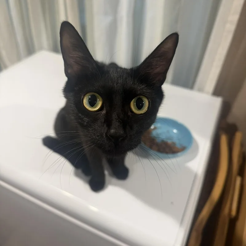An adult small-sized female Black Domestic Short Hair cat named Momma for adoption in Clyde, NC