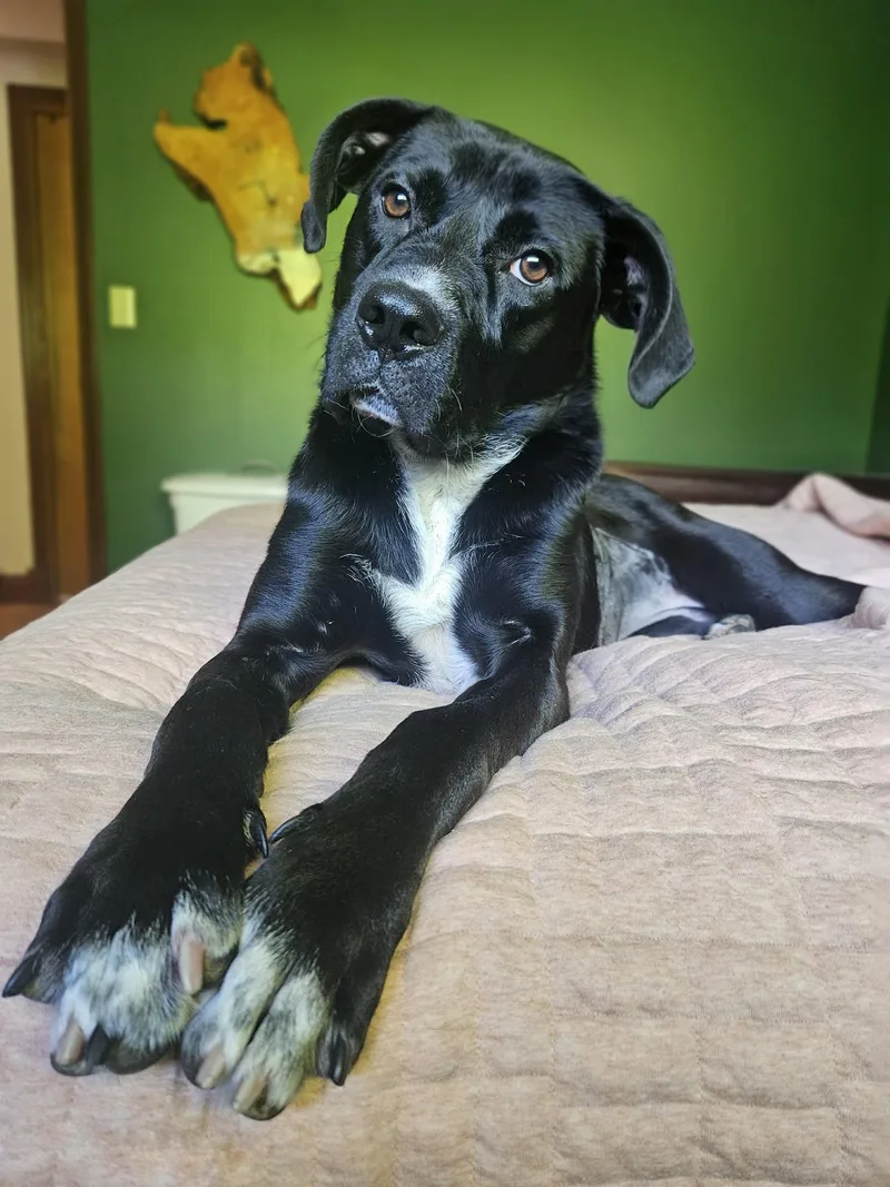 A young medium-sized female Black Labrador Retriever dog named Kyla for adoption in Alameda, CA