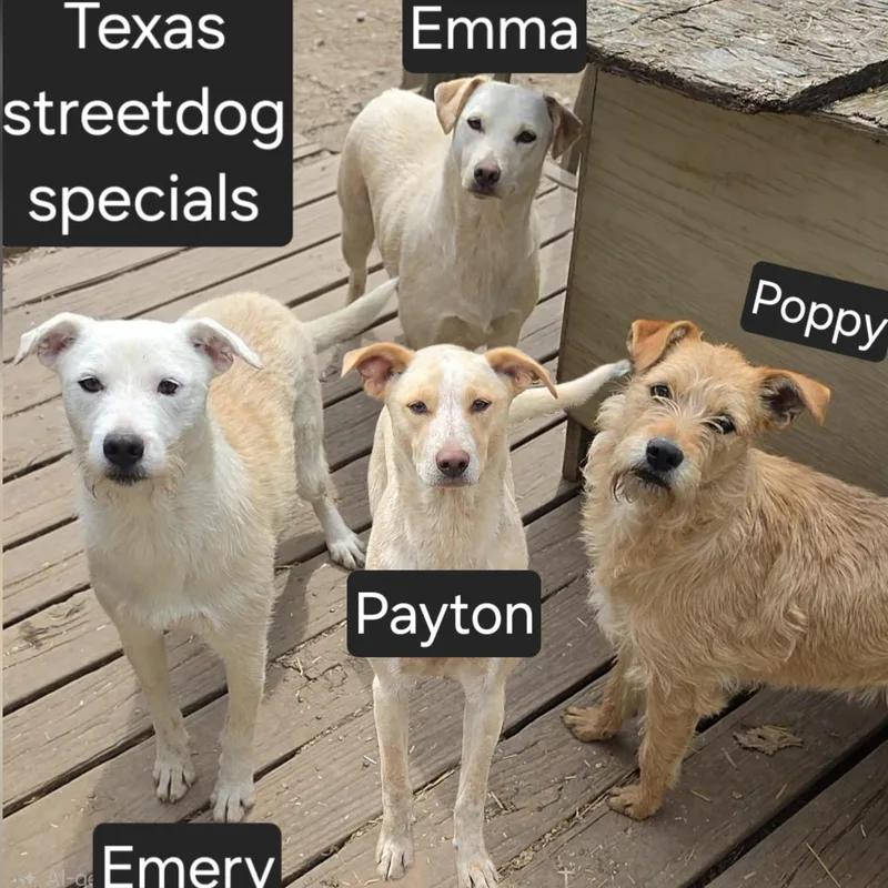 Poppy thumbnail 2