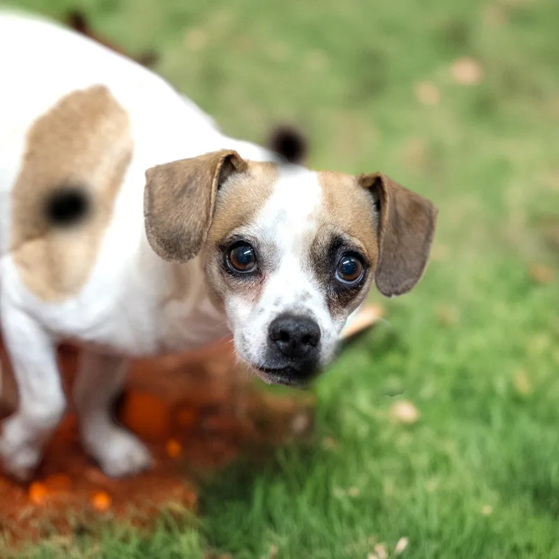 An adult small-sized male White / Cream Terrier dog named Kevin for adoption in Gainesville, GA