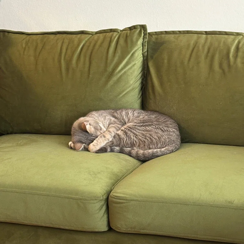 An adult medium-sized female Domestic Short Hair cat named Aerith for adoption in Brooklyn, NY
