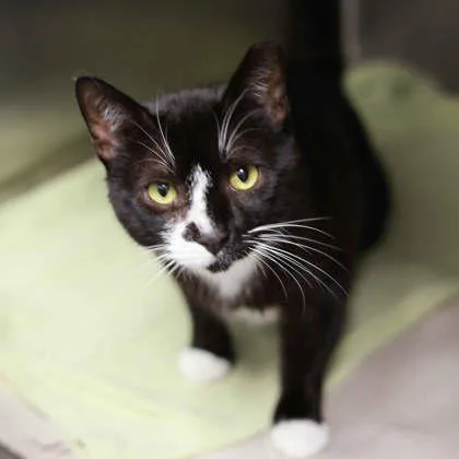 An adult small-sized male White Domestic Short Hair cat named Two Face for adoption in Atlanta, GA